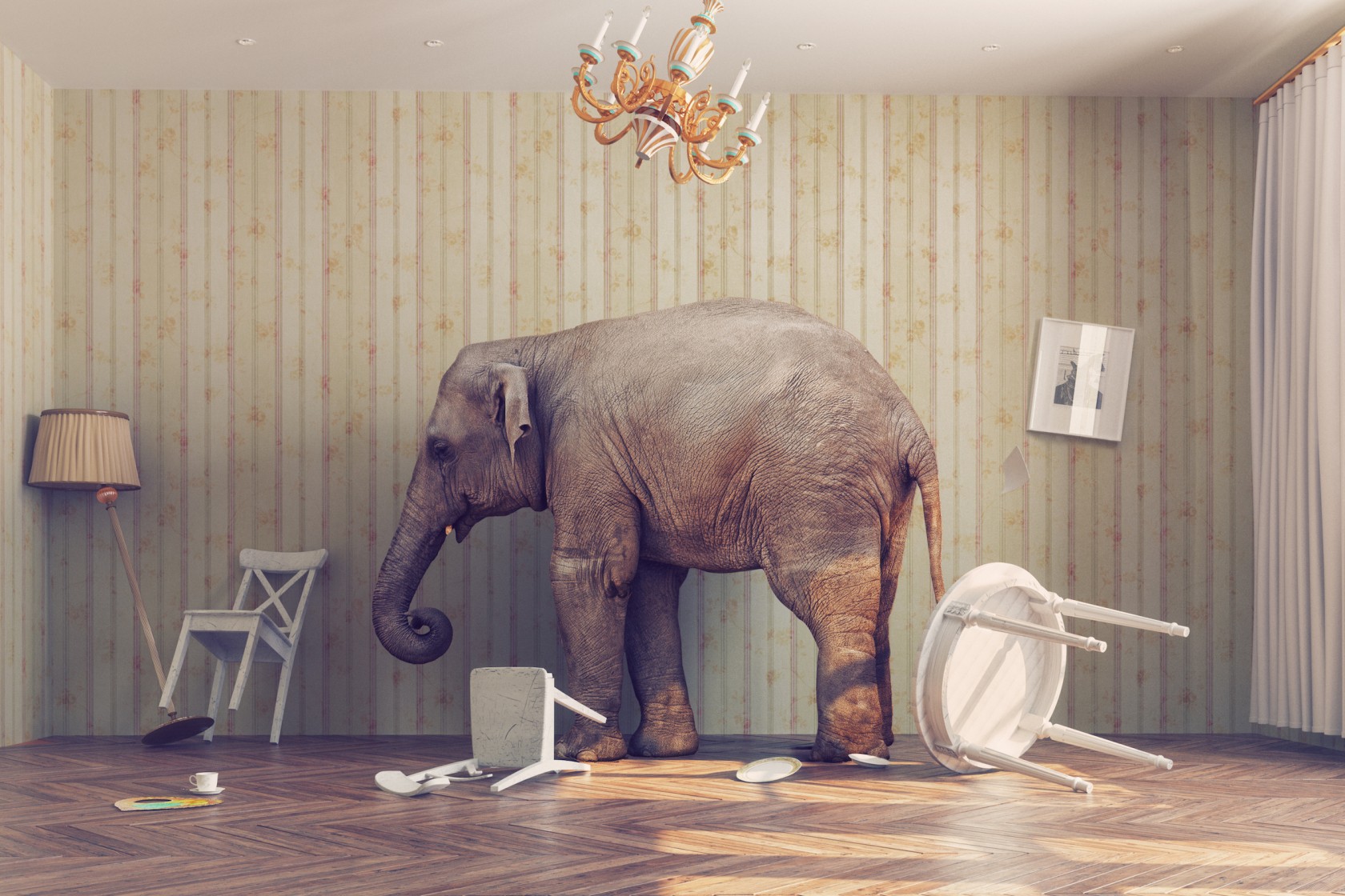 a elephant calm in a room. photo combinated concept