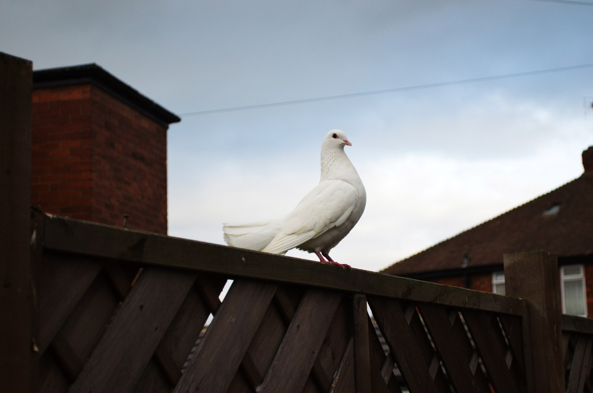 witte duif vrede