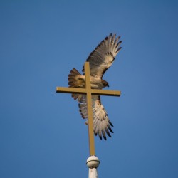 vogel kerk geloofsvrijheid
